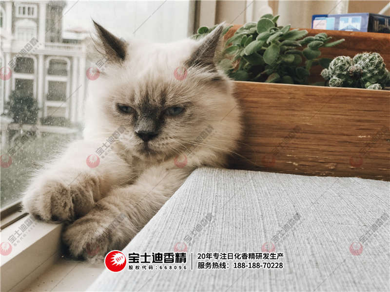 貓咪躺在沙發上